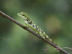 Pseudocalotes tympanistriga (Gray 1831) resmi