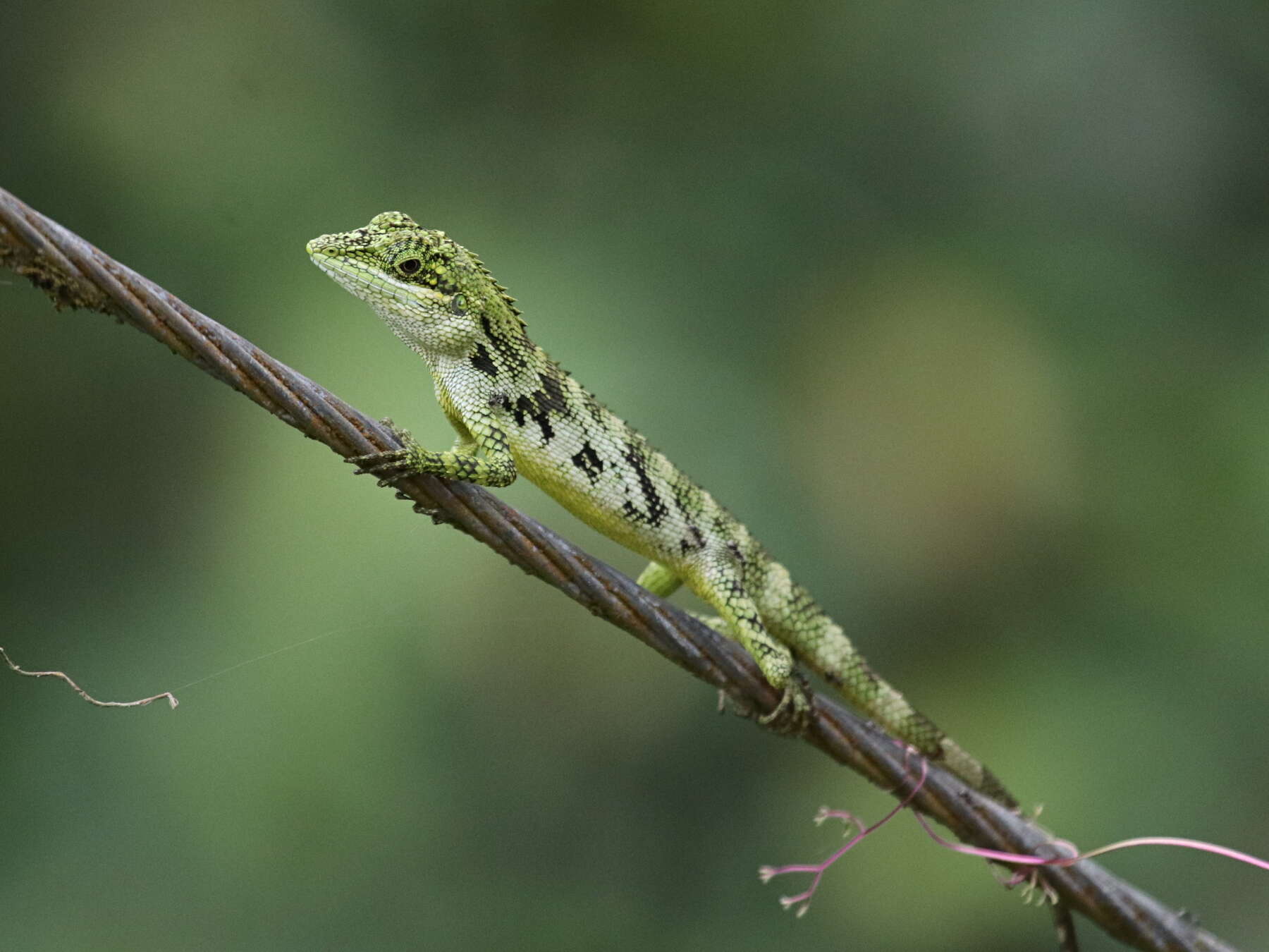 Pseudocalotes tympanistriga (Gray 1831) resmi