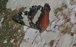 صورة Hamadryas amphinome Linnaeus 1767