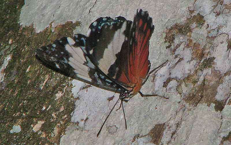 صورة Hamadryas amphinome Linnaeus 1767