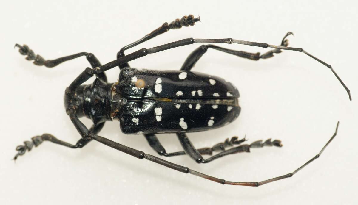 Image of Citrus long-horned beetle