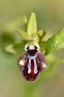 Image of Ophrys sphegodes subsp. atrata (Rchb. fil.) A. Bolòs