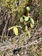 Image de Albuca fragrans Jacq.