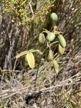 Image de Albuca fragrans Jacq.