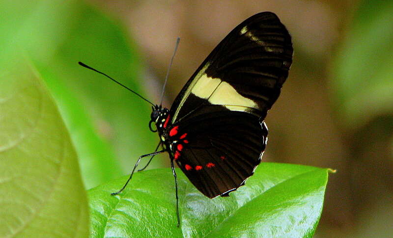 Image of Heliconius sara Fabricius 1793