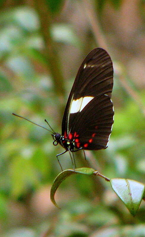 Heliconius sara Fabricius 1793的圖片