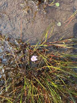 Image of lavender bladderwort