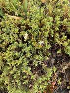 Image of Pimelea oreophila subsp. hetera C. J. Burrows