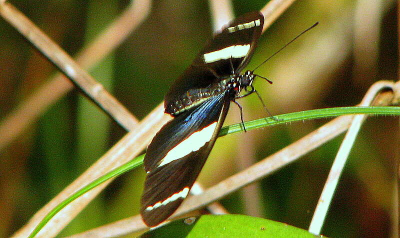 Heliconius sara Fabricius 1793的圖片