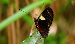 Image of Heliconius sara Fabricius 1793