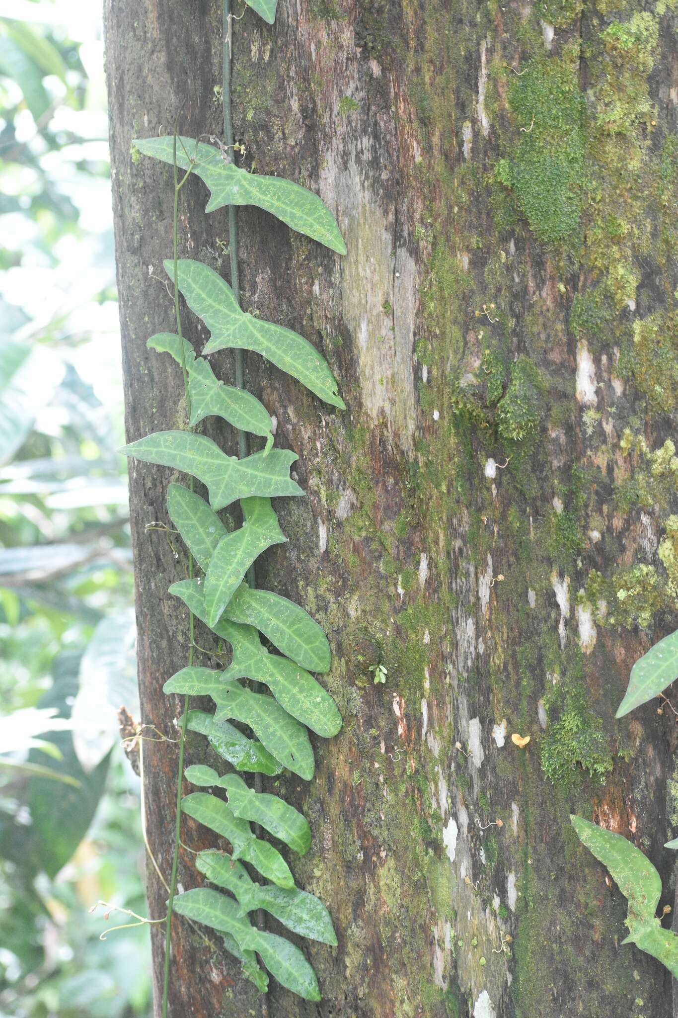 Image of Adenia cordifolia (Bl.) Engl.