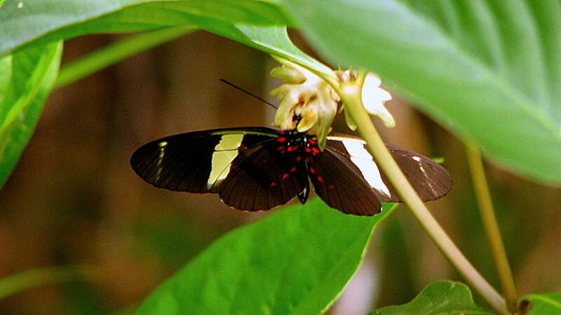 Heliconius sara Fabricius 1793的圖片