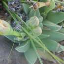 Sivun Bergeranthus albomarginatus A. P. Dold & S. A. Hammer kuva