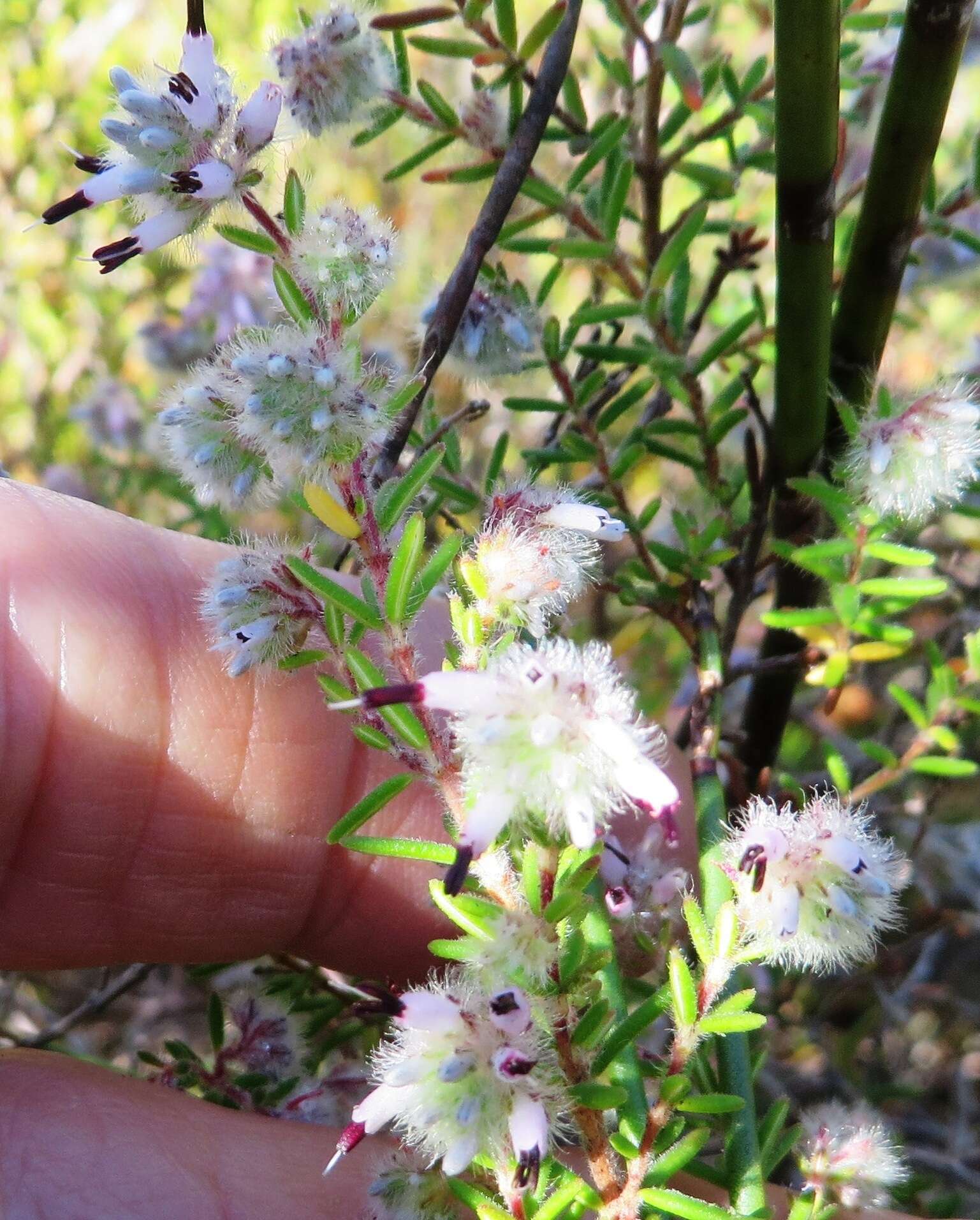 Plancia ëd Erica eriocephala Lam.