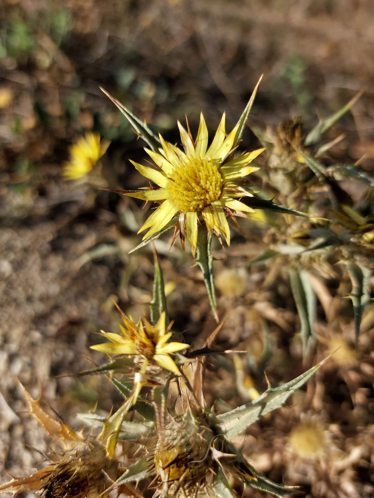 Image of Carlina racemosa L.