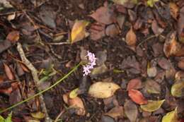 Imagem de Tulbaghia maritima Vosa