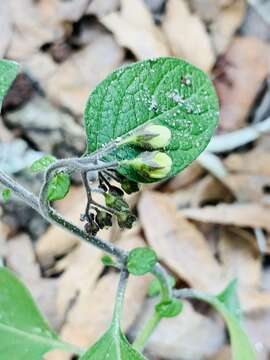 Image of ornamental nightshade