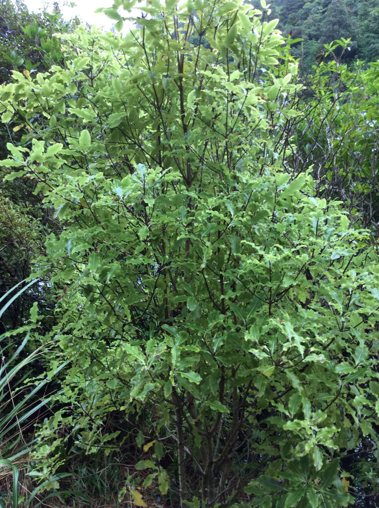 Image de Pittosporum eugenioides A. Cunn.