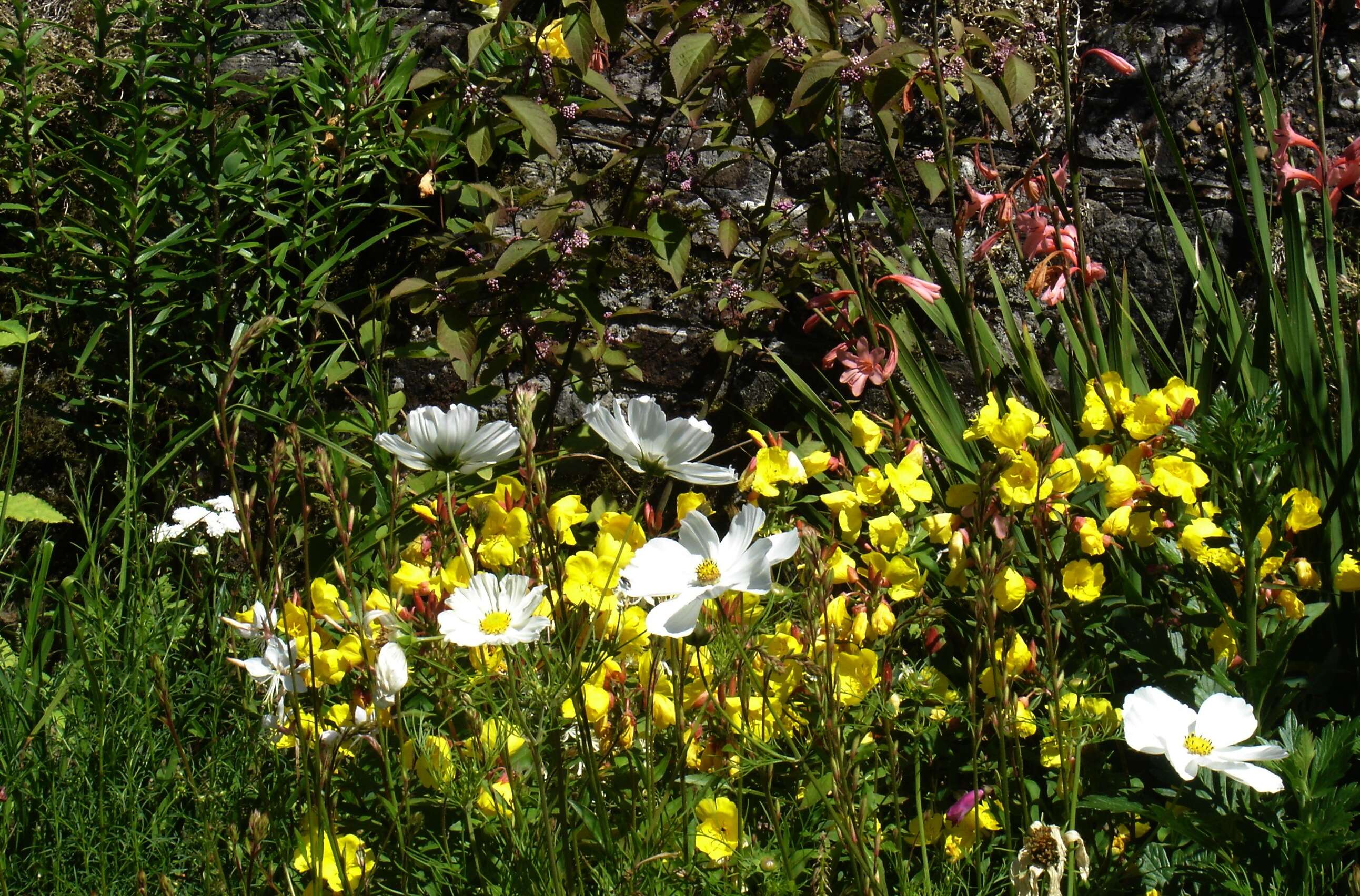 Imagem de Oenothera fruticosa L.