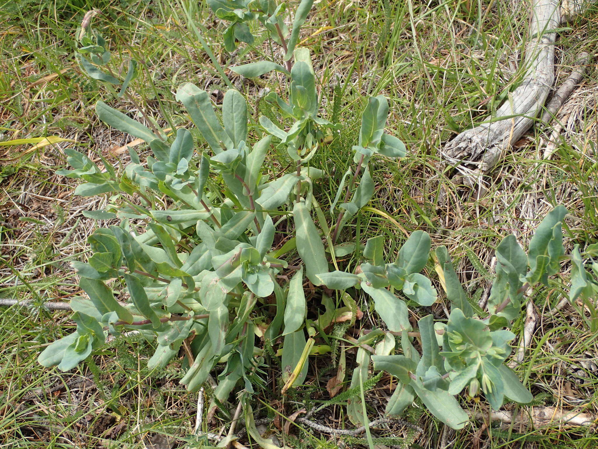 Image of Cerinthe minor subsp. auriculata (Ten.) Domac