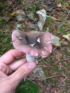 Imagem de Russula versicolor Jul. Schäff. 1931