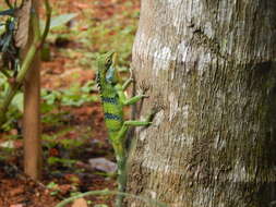 Image of Big Scaled Variable Lizard