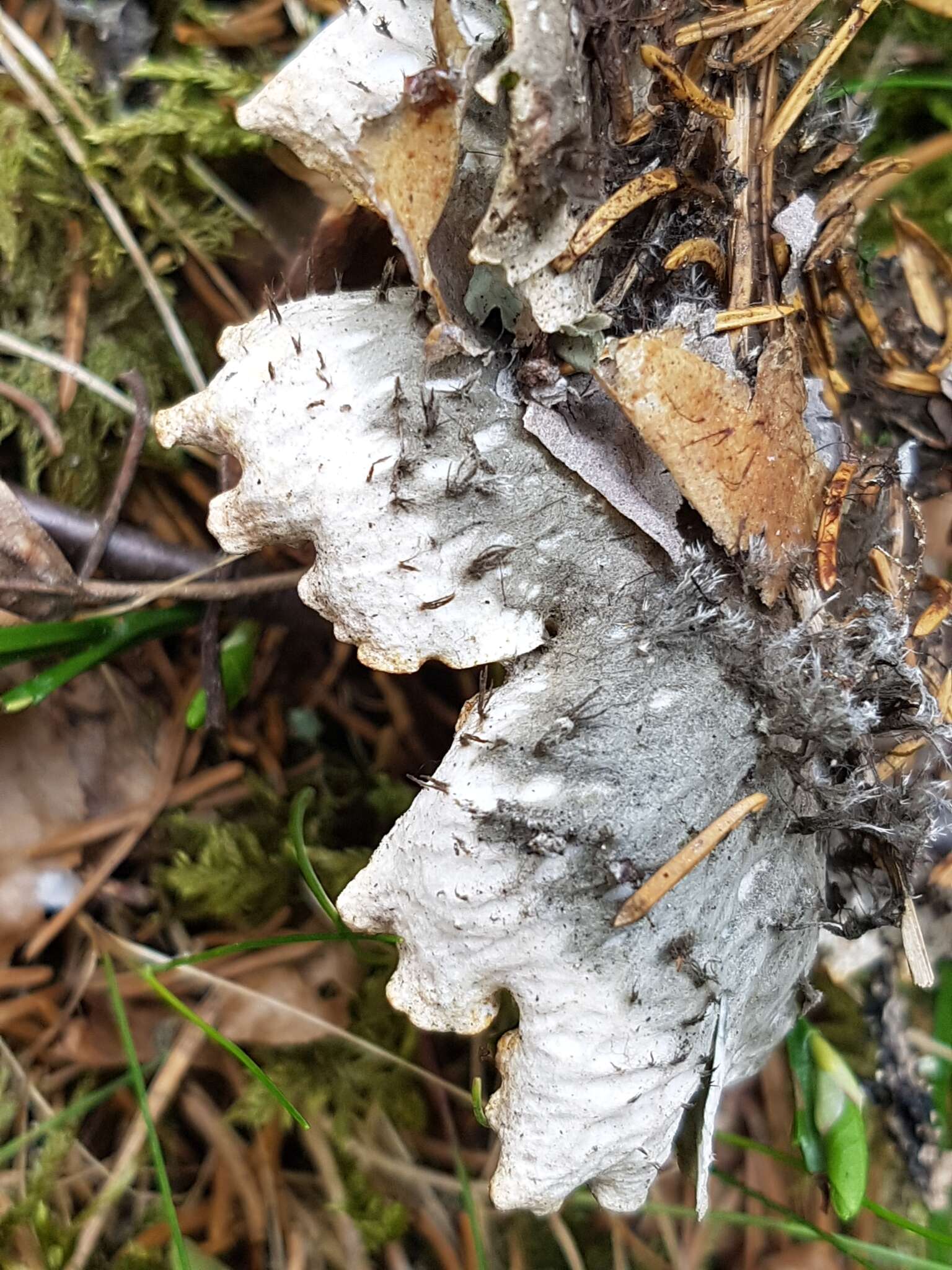 Image of felt lichen