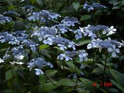 Image of Hydrangea serrata (Thunb.) Ser.