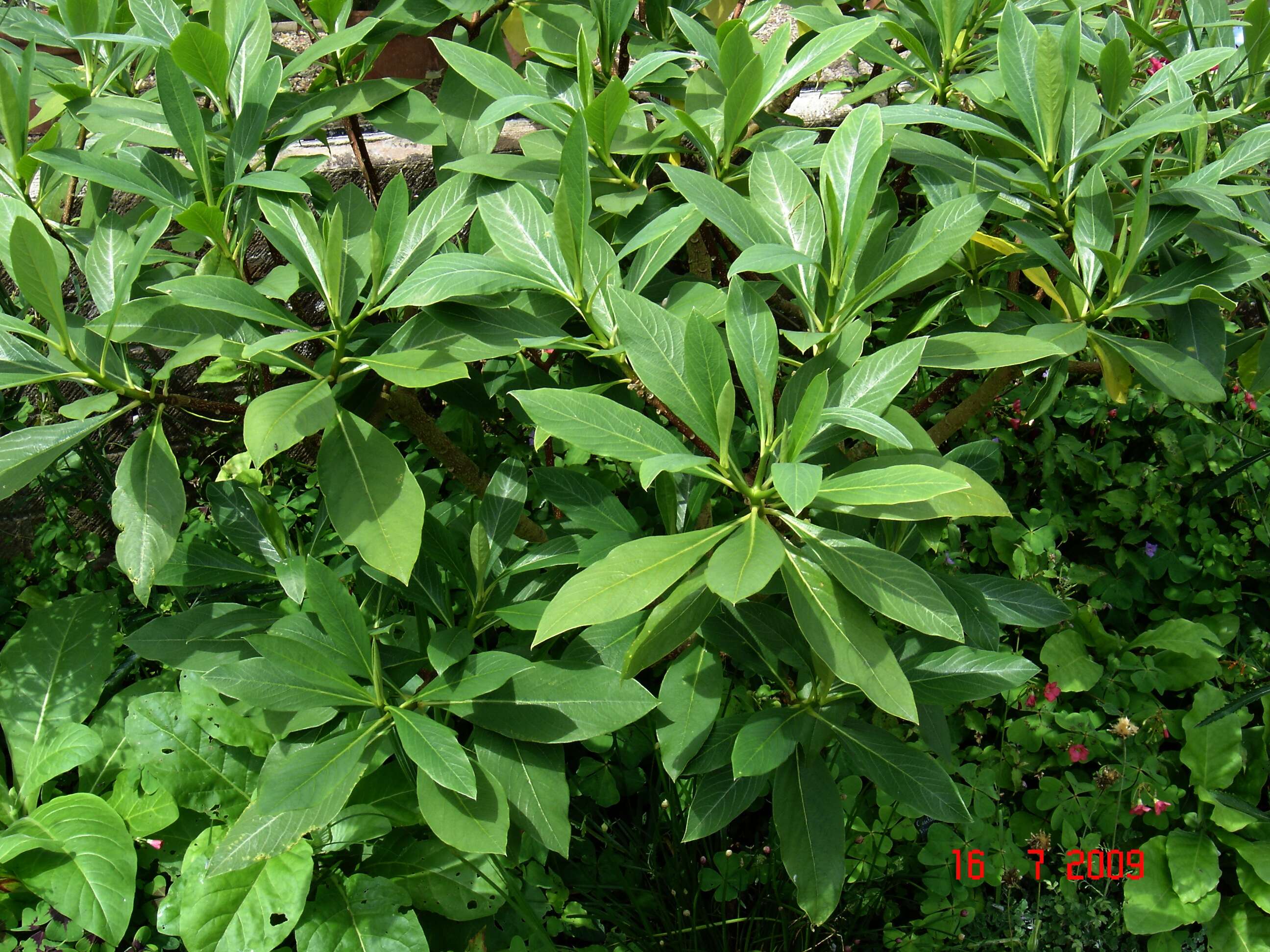 Image of Oriental paperbush