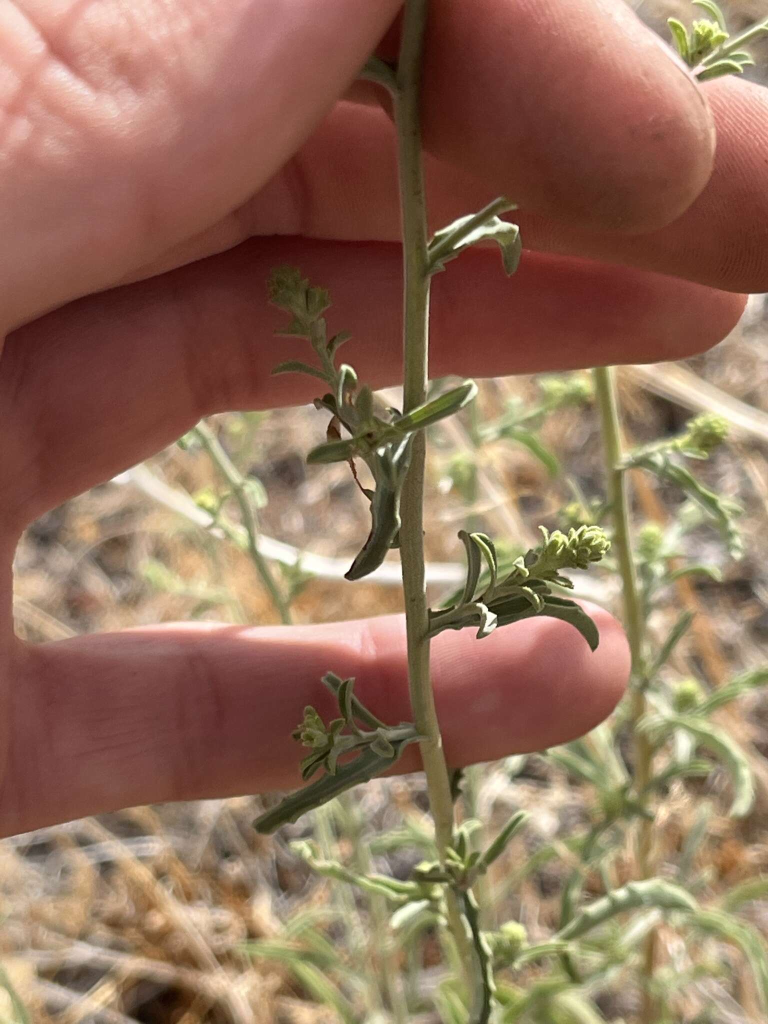 Image of Dieteria shastensis (A. Gray) D. W. Taylor