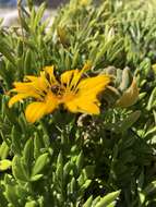 Image of Gazania maritima Levyns