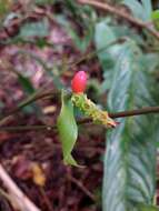 Image of Anthurium testaceum Croat & R. A. Baker