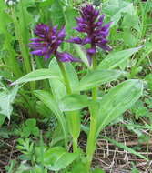 Image of Dactylorhiza aristata (Fisch. ex Lindl.) Soó