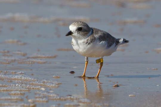 Image of Piping Plover