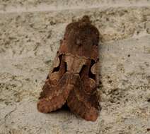 Orthosia gothica Linnaeus 1758 resmi