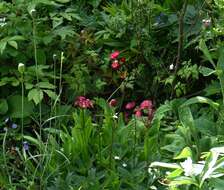 Imagem de Astrantia carniolica Jacq.