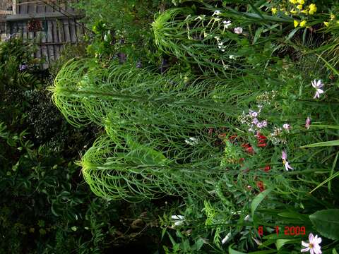 Image of willowleaf sunflower