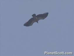 Image of Slender-billed Vulture