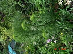 Image of willowleaf sunflower