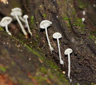 Image of Hemimycena lactea (Pers.) Singer 1938