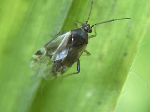 Слика од Vesperocoris