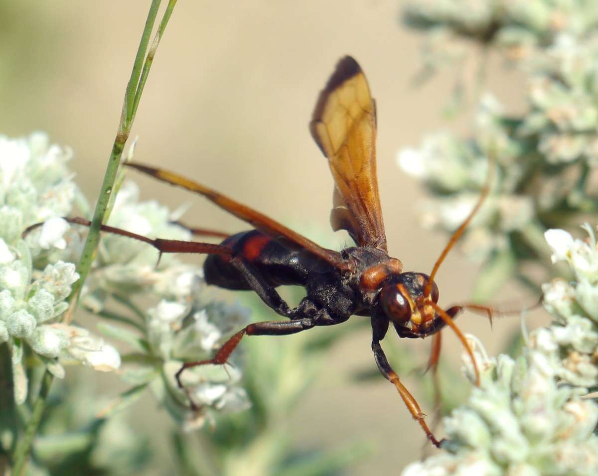 Слика од Cryptocheilus rubellus (Eversmann 1846)