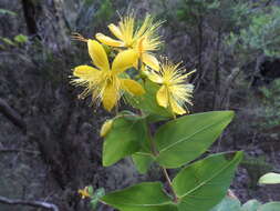 Image of Hypericum grandifolium Choisy