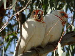 Image of Long-billed Corella