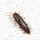 Image of <i>Phloiotrya fusca</i>