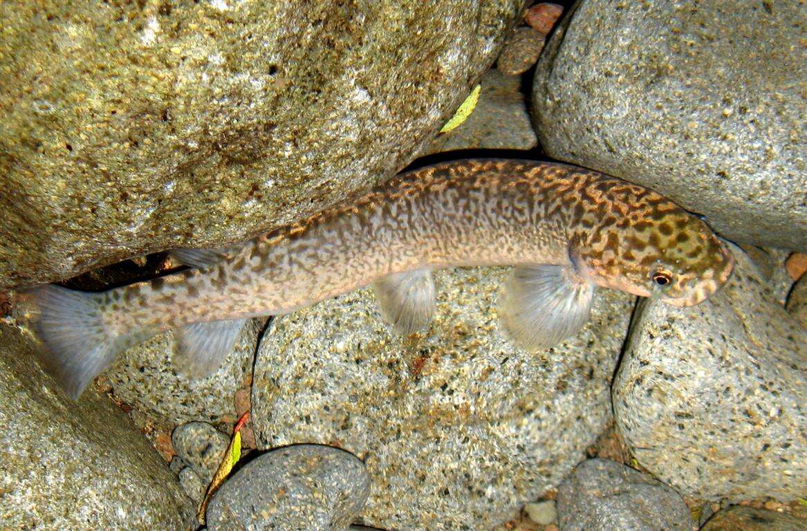 Image of Broad-finned galaxias