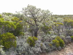 Image of Sophora denudata Bory