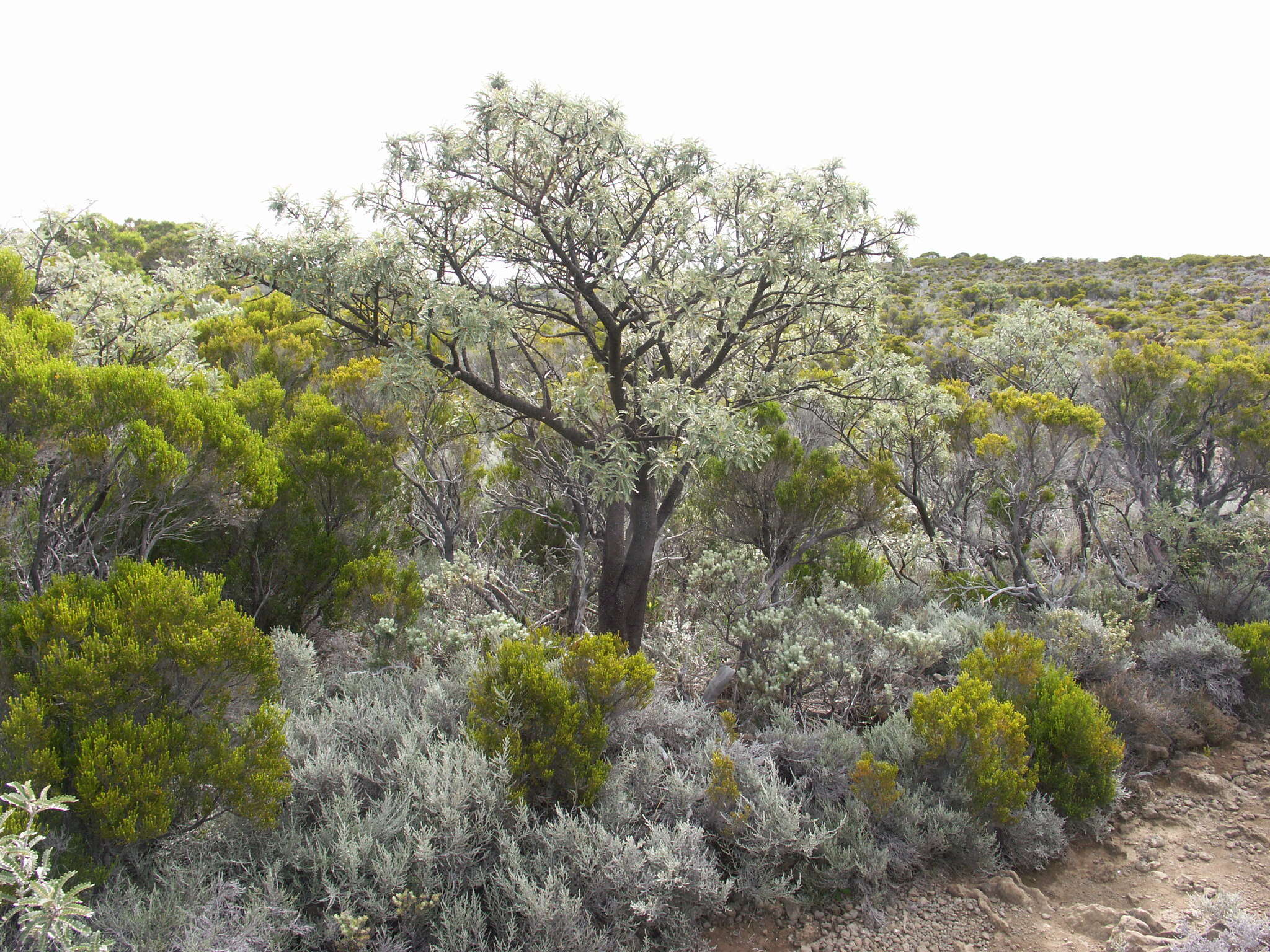 Image of Sophora denudata Bory