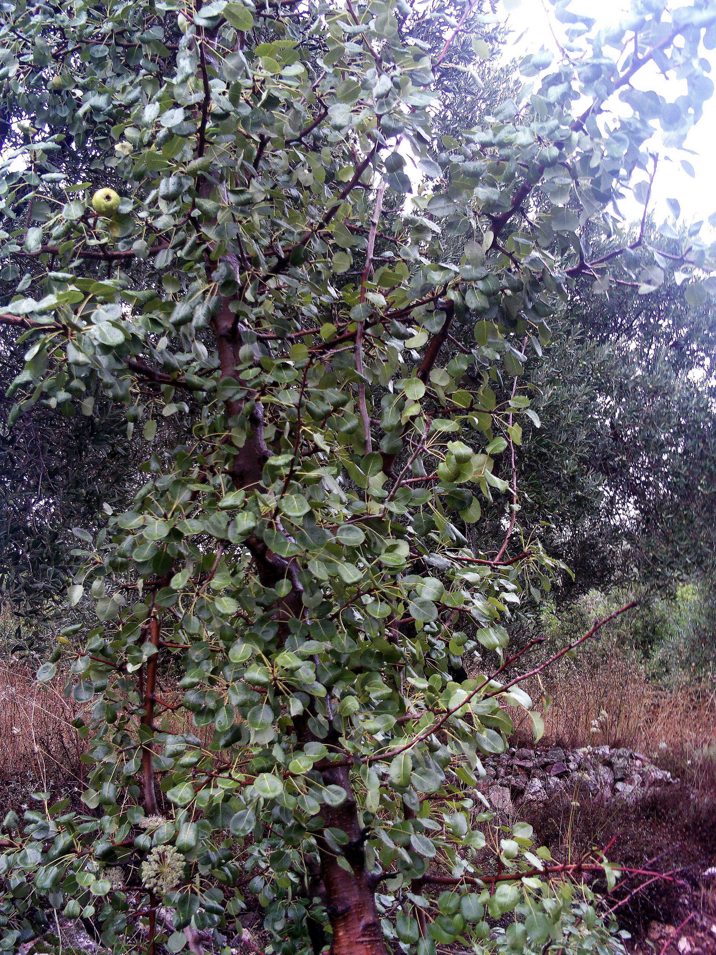 Image de Pyrus bourgaeana Decne