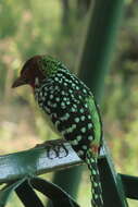 Image of Trachyphonus erythrocephalus erythrocephalus Cabanis 1878